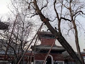 2023 02 05  PEKIN - WANSHOU TEMPLE LONGEVITE BIENVEILLANCE (9)